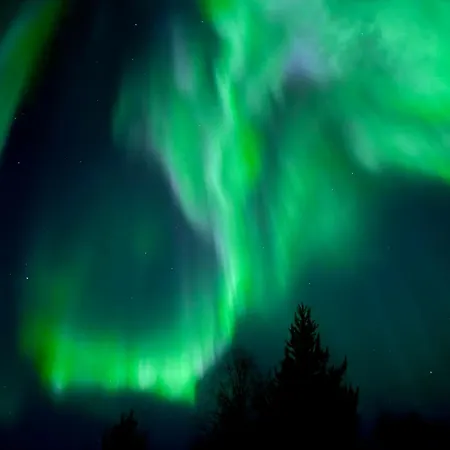 Levistar Arctic Blueberry Daire